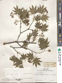 Acer pseudosieboldianum image