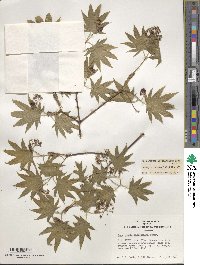 Acer pseudosieboldianum image