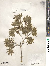 Acer pseudosieboldianum image