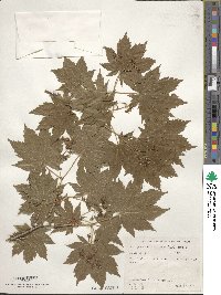 Acer pseudosieboldianum image