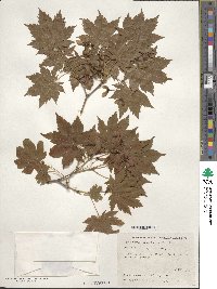 Acer pseudosieboldianum image