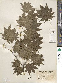 Acer pseudosieboldianum image