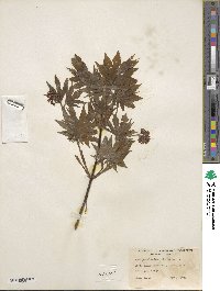 Acer pseudosieboldianum image