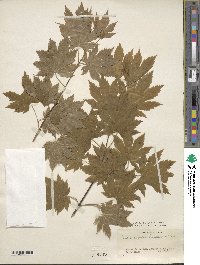 Acer pseudosieboldianum image