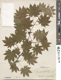 Acer pseudosieboldianum image