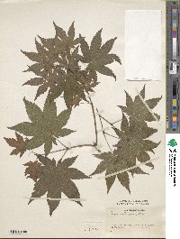 Acer robustum image