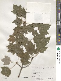 Acer rubrum image