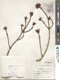 Acer rubrum image