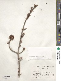 Acer rubrum image