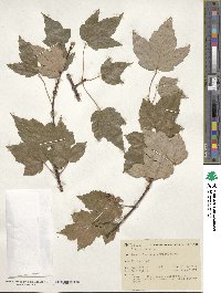 Acer rubrum image