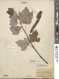 Acer rubrum image