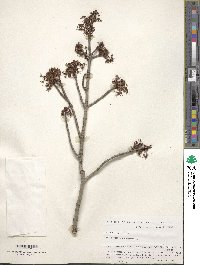 Acer rubrum image