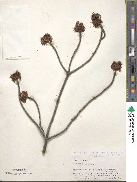 Acer rubrum image