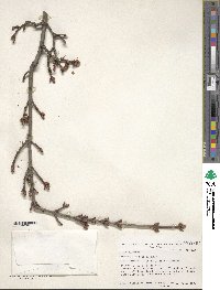 Acer rubrum image