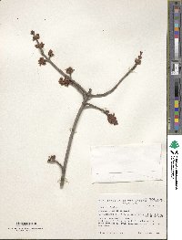 Acer rubrum image