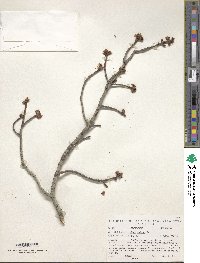 Acer rubrum image