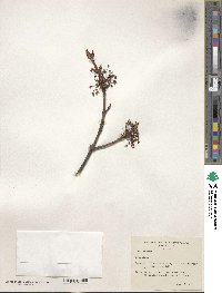 Acer rubrum image