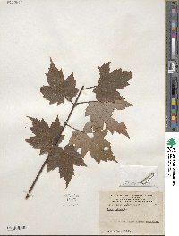 Acer rubrum image