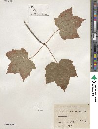 Acer rubrum image