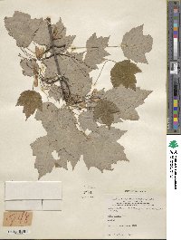 Acer rubrum image