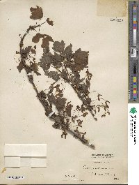 Acer rubrum image
