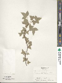 Acer rubrum var. trilobum image