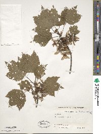 Acer rubrum var. trilobum image