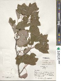 Acer rubrum var. trilobum image