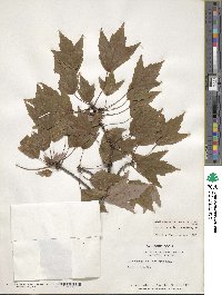 Acer rubrum var. trilobum image