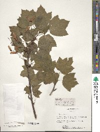 Acer rubrum var. trilobum image