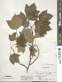 Acer rubrum var. trilobum image