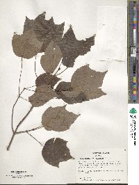 Acer rubrum var. trilobum image