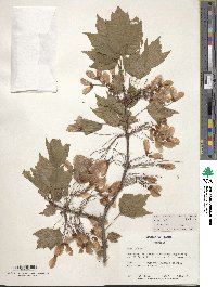 Acer rubrum var. trilobum image