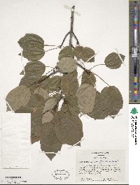 Acer rubrum var. trilobum image