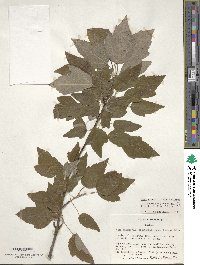 Acer rubrum var. trilobum image