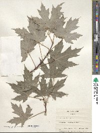 Acer saccharinum image