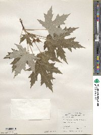 Acer saccharinum image