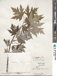 Acer saccharinum image