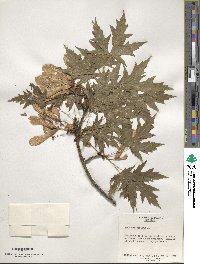 Acer saccharinum image