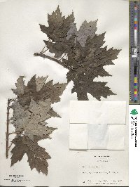 Acer saccharinum image