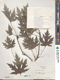 Acer saccharinum image