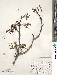 Acer saccharinum image