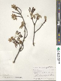 Acer saccharinum image