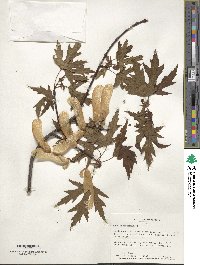 Acer saccharinum image