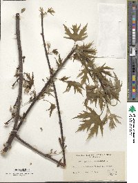 Acer saccharinum image