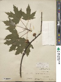 Acer saccharinum image