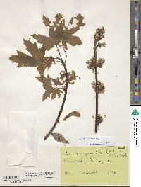 Acer saccharinum image