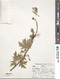 Acer saccharinum image