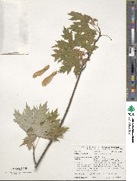 Acer saccharinum image