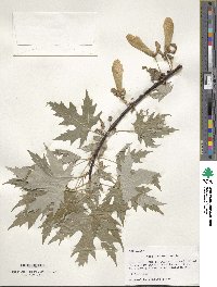 Acer saccharinum image